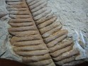 Callipteridium Gigas  Spain. Uploaded by Granotius